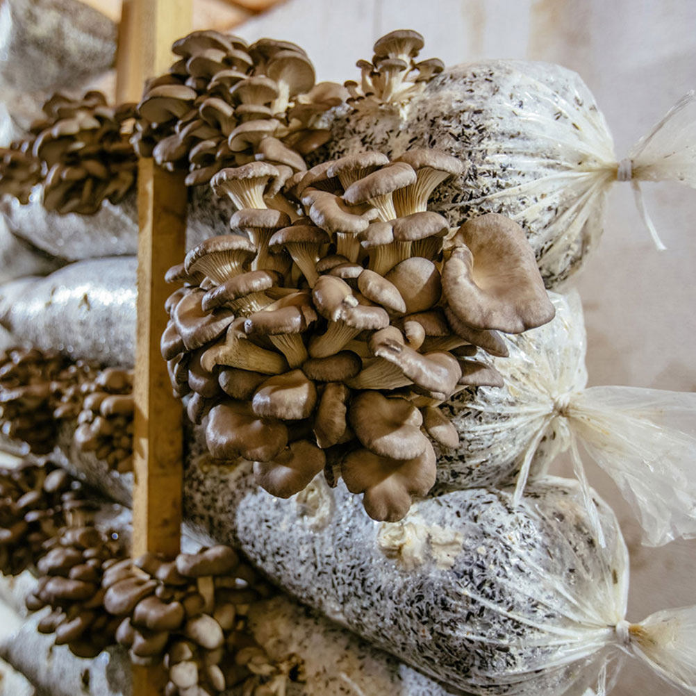 1Set Eetbare Champignon Kweekz - Mushroom Spawn Bag recensie en prijs