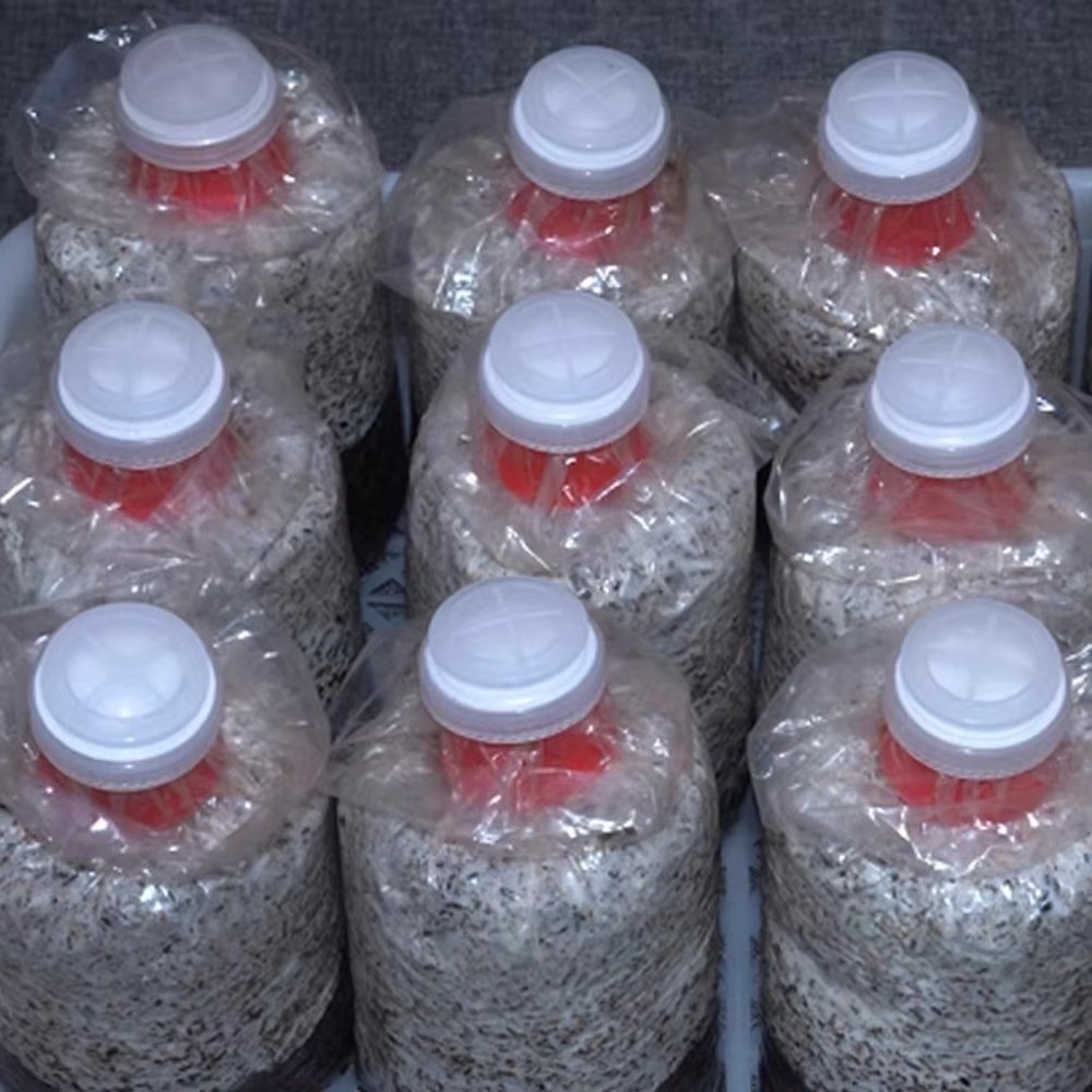 10 stuks waterdichte paddensto - Mushroom Spawn Bag recensie en prijs